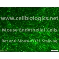 CD1 Mouse Primary Spleen Endothelial Cells